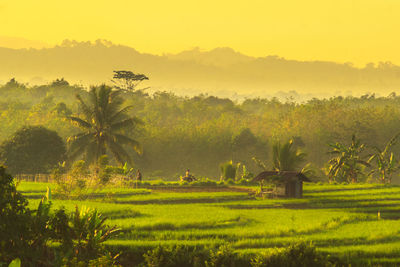 Morning view over the beautiful rice terraces in the village of kemumu, bengkulu