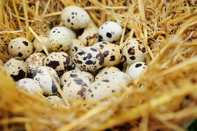 Quail eggs in a nest on the background of hay close-up.