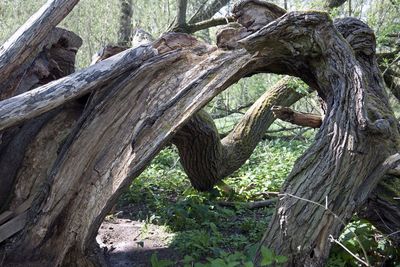 View of tree trunk