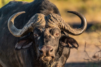 Close-up portrait of a water buffalo