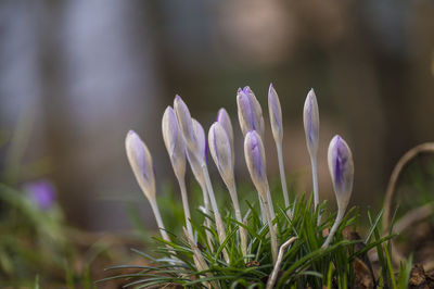 Close-up of purple flowers blooming in field