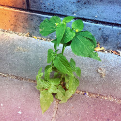 High angle view of fresh green plant