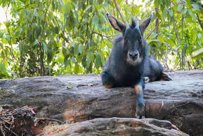 Serows,chamois sitting peacefully on the ground.