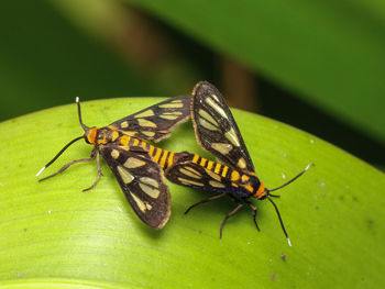 Close-up of insect on leaf