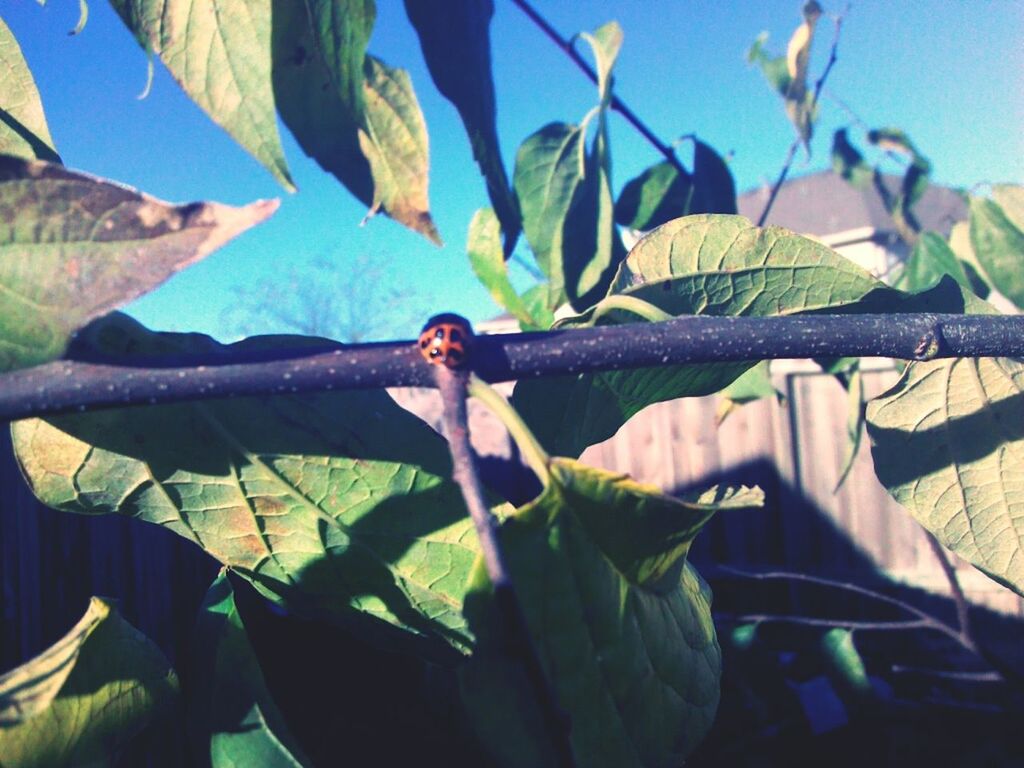 leaf, plant, close-up, growth, green color, focus on foreground, nature, blue, sunlight, day, outdoors, branch, leaf vein, clear sky, no people, beauty in nature, fence, tranquility, leaves, low angle view