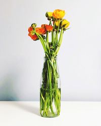 Close-up of flower vase on table against white background