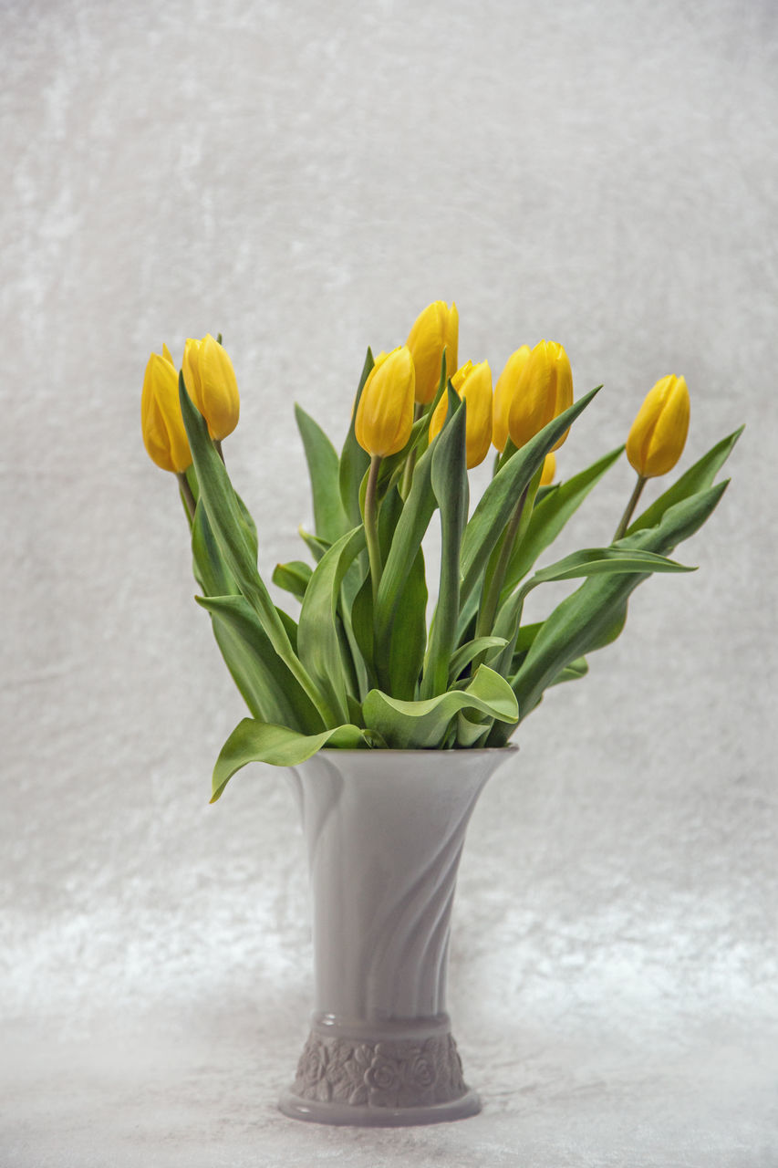 flower, freshness, fragility, yellow, petal, vase, growth, plant, wall - building feature, stem, flower head, leaf, indoors, close-up, potted plant, beauty in nature, nature, green color, wall, flower pot