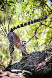 Lemur on rock in zoo