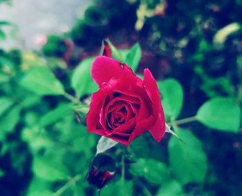 Close-up of red rose