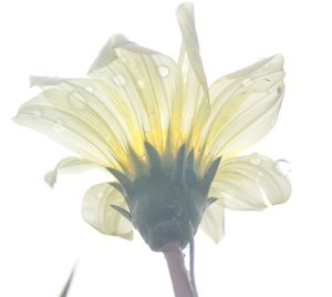 Close-up of flowers over white background