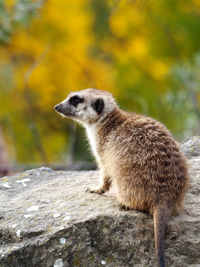 Monkey on rock