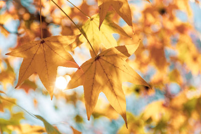 Close-up of maple leaves