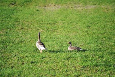 Ducks on grassy field