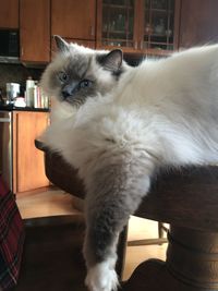 Portrait of cat sitting on chair at home