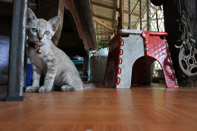 Portrait of a cat on hardwood floor