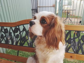 Close-up of dog in balcony