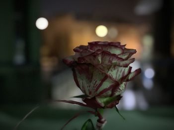 Close-up of rose plant
