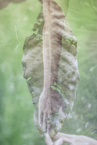 Close-up of leaf