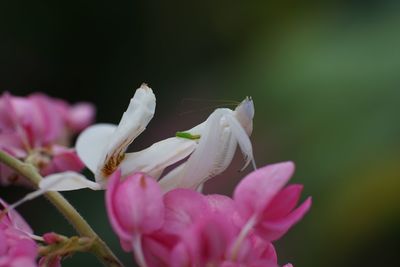 Close-up of pink flowers