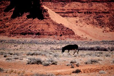 Side view of horse walking on field