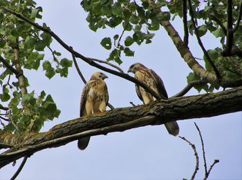 Low angle view of birds perching on tree against sky