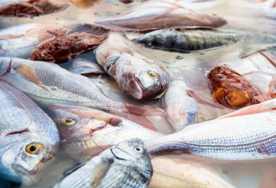 Close-up of dead fish