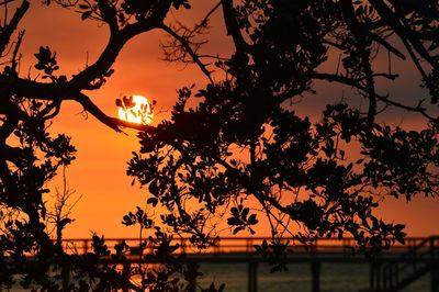 Silhouette of trees at sunset