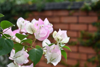 Close-up of pink flowering plant