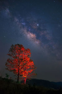 Low angle view of tree against sky at night