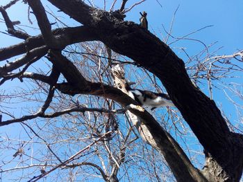 Low angle view of bird perching on tree against sky