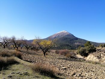 Scenic view of field against clear blue sky