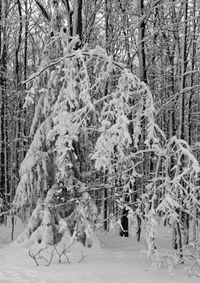 Snow covered trees in forest