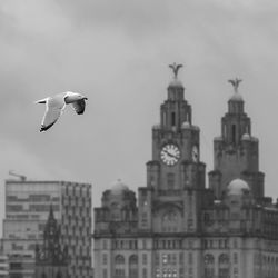 Bird flying over city against sky