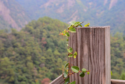 Close-up of green leaves on wooden post