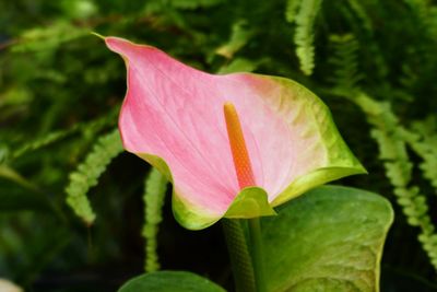 Close-up of pink flower