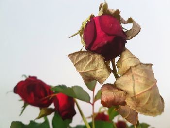 Close-up of rose plant against white background