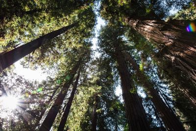 Low angle view of trees in forest