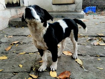 Close-up of dog standing on autumn leaves