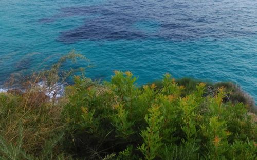 High angle view of plants by sea