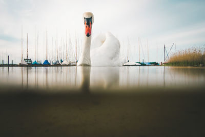 Swan reflecting in the water and swimming towards camera