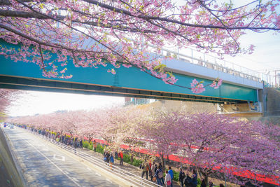 View of pink cherry blossom plants