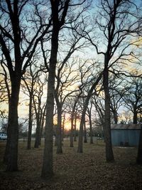 Bare trees against sky during sunset