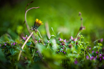 Close-up of butterfly pollinating on flower