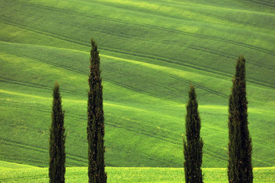 Scenic view of agricultural field