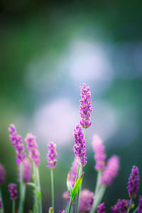 Close-up of pink flowering plants on field