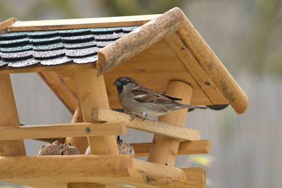 Close-up of bird perching on wood