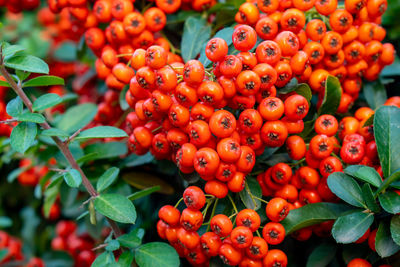 Close-up of red berries growing on plant