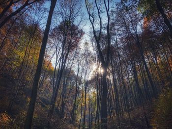 Low angle view of bamboo trees in forest