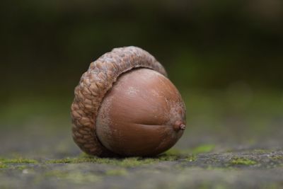 Close-up of snail on leaf