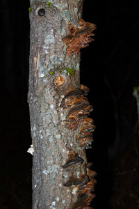 Close-up of lichen on tree trunk against black background